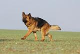 BERGER ALLEMAND 895